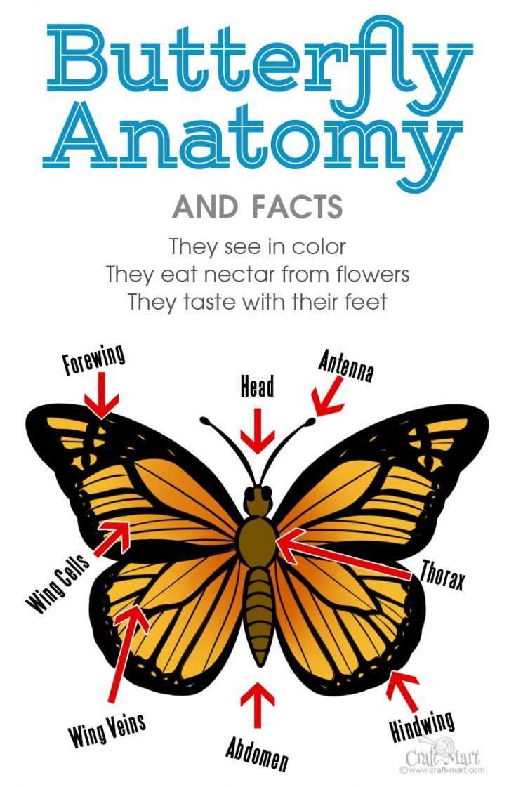 parts of a butterfly diagram