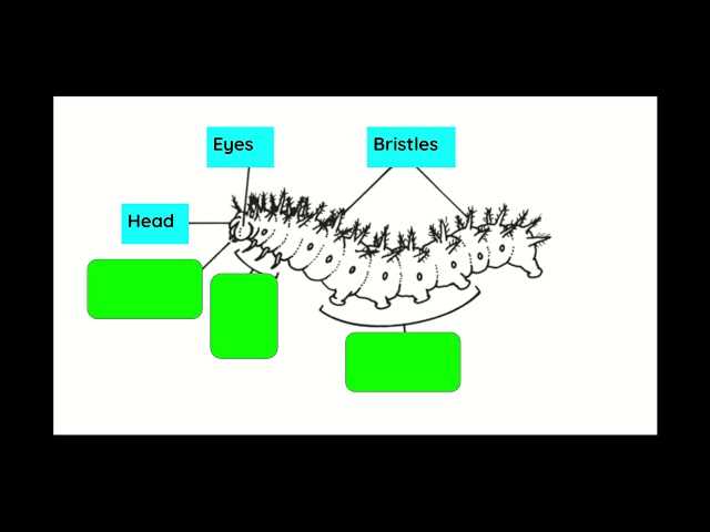 caterpillar body parts diagram