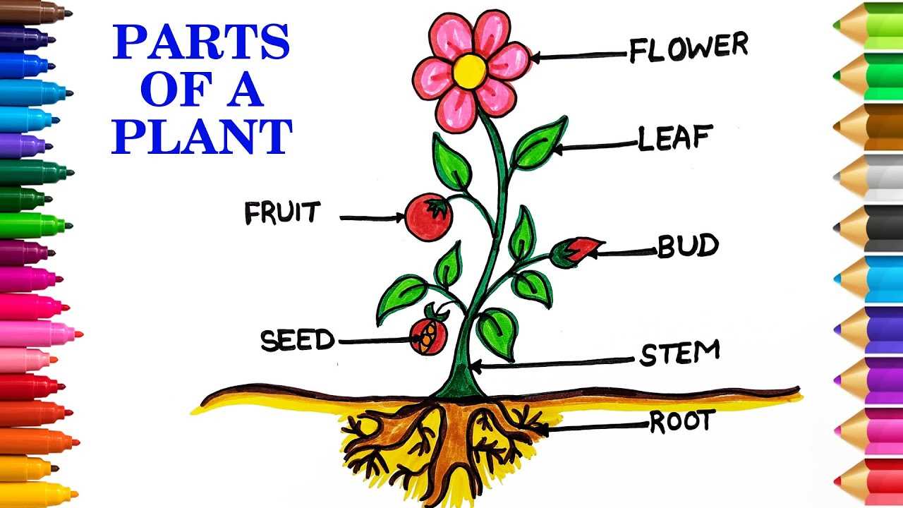 diagram label the parts of a plant