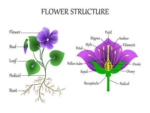 diagram label the parts of a plant