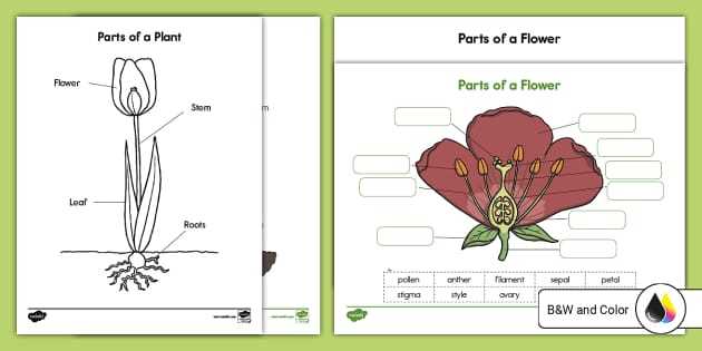 diagram label the parts of a plant