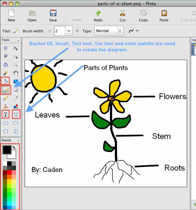 diagram label the parts of a plant