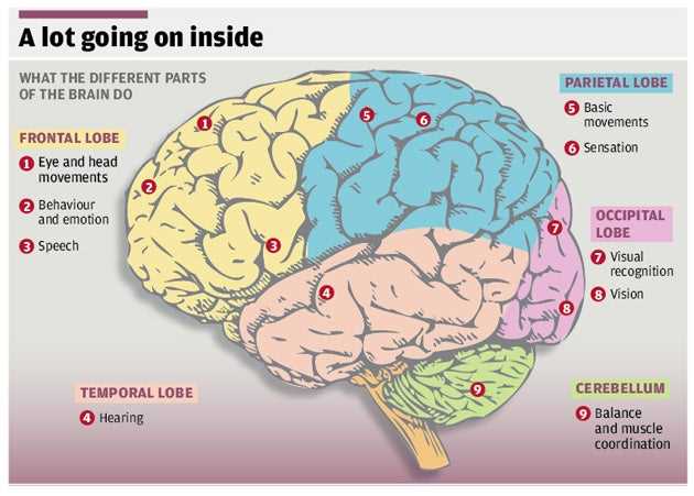 diagram of the brain and what each part does