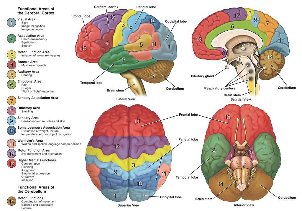 diagram of the brain and what each part does