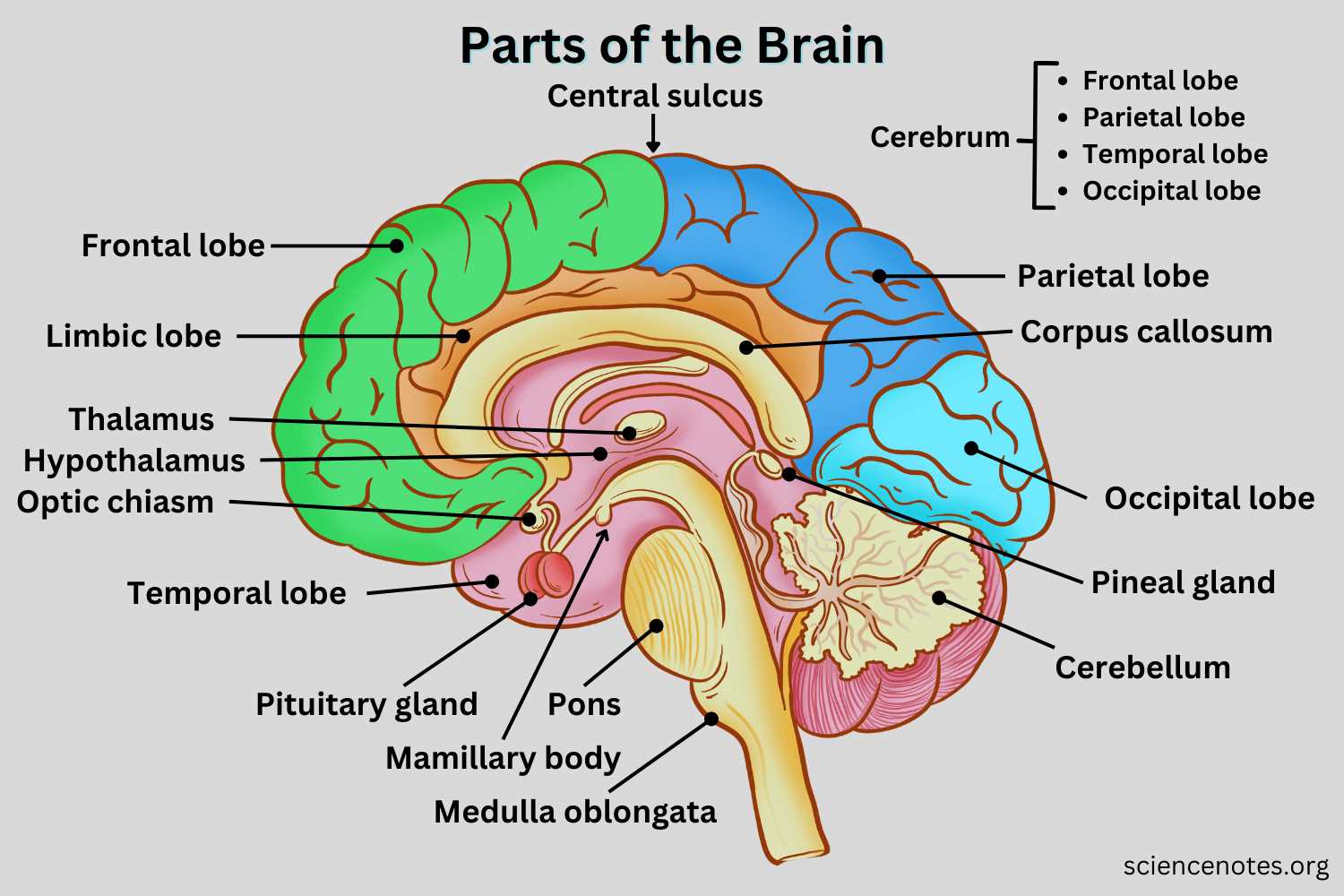 diagram of the brain and what each part does