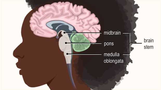 diagram of the brain and what each part does