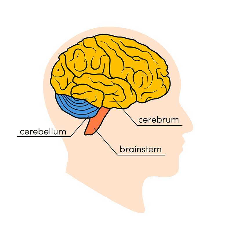 diagram of the brain and what each part does