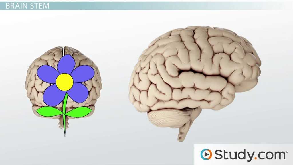 diagram of the brain and what each part does