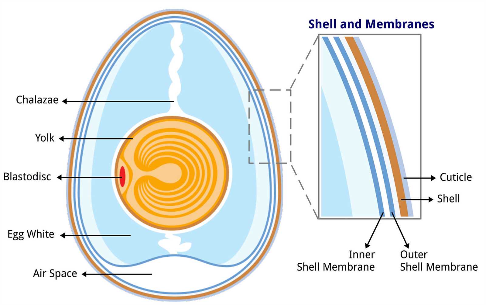 green egg parts diagram