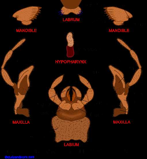 mouth parts diagram