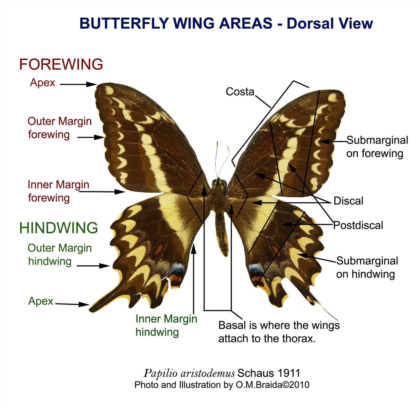 parts of a butterfly diagram
