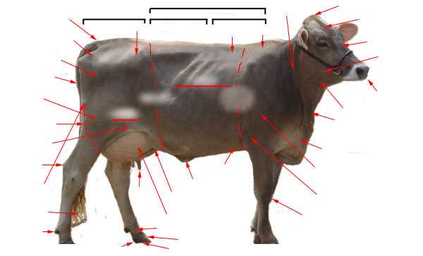 parts of a dairy cow diagram