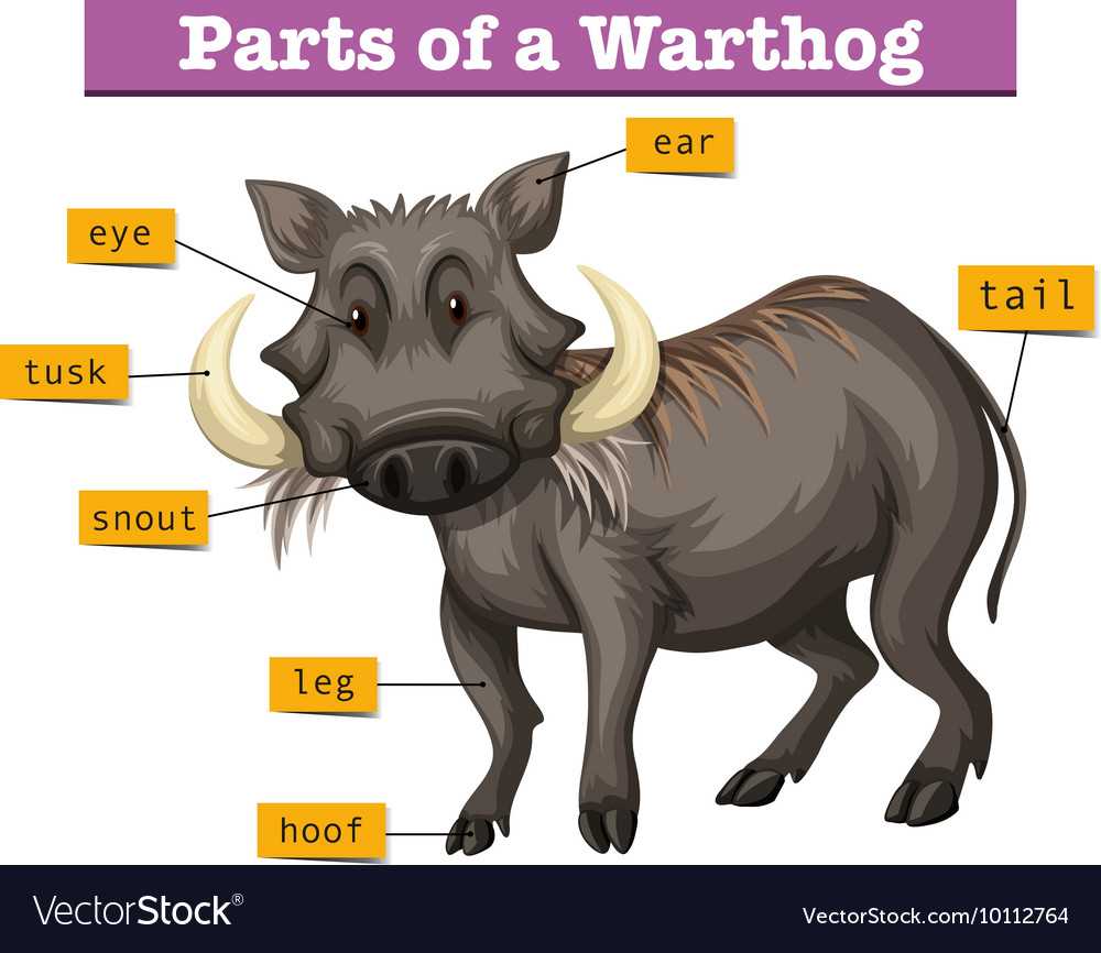 parts of a hog diagram