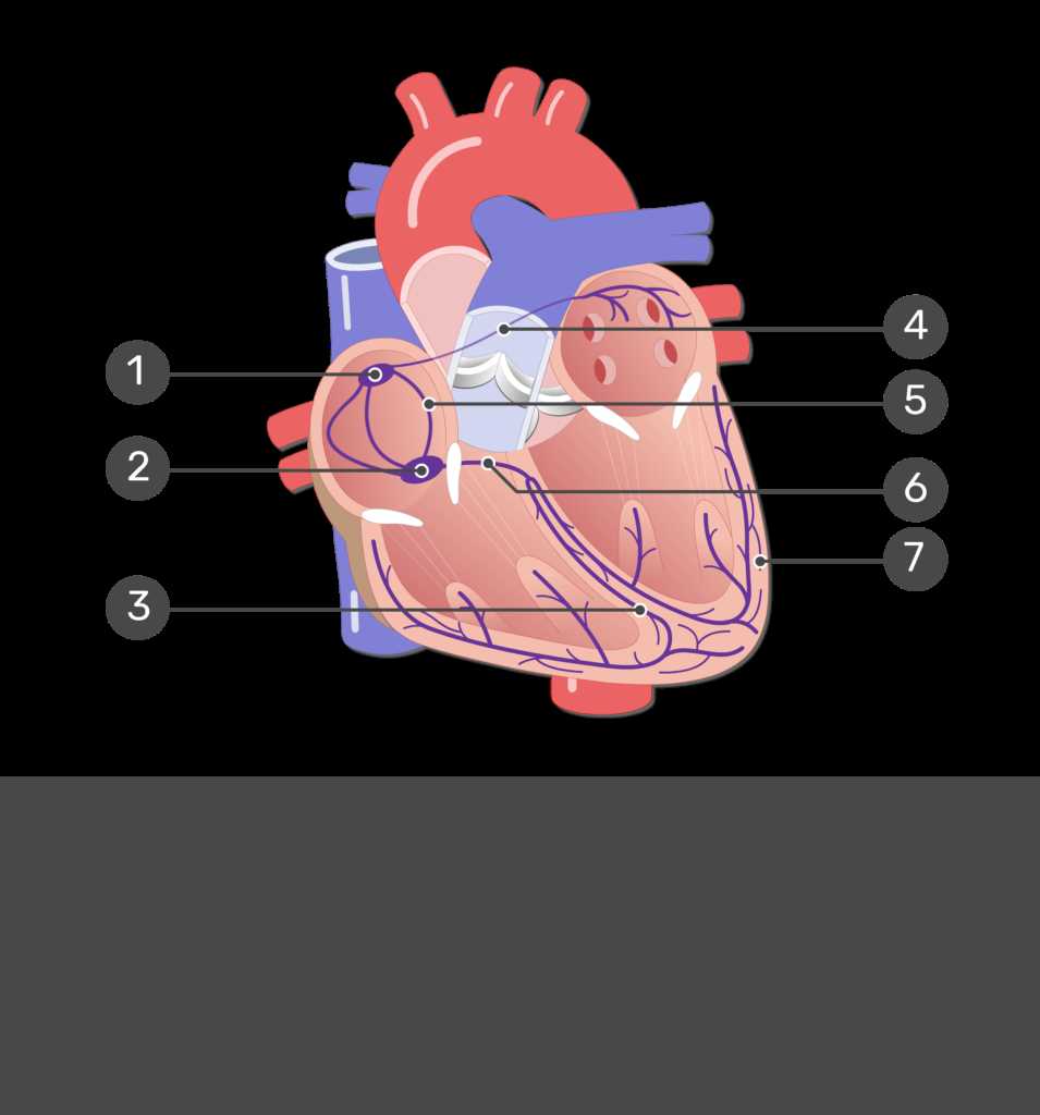 parts of the heart blank diagram