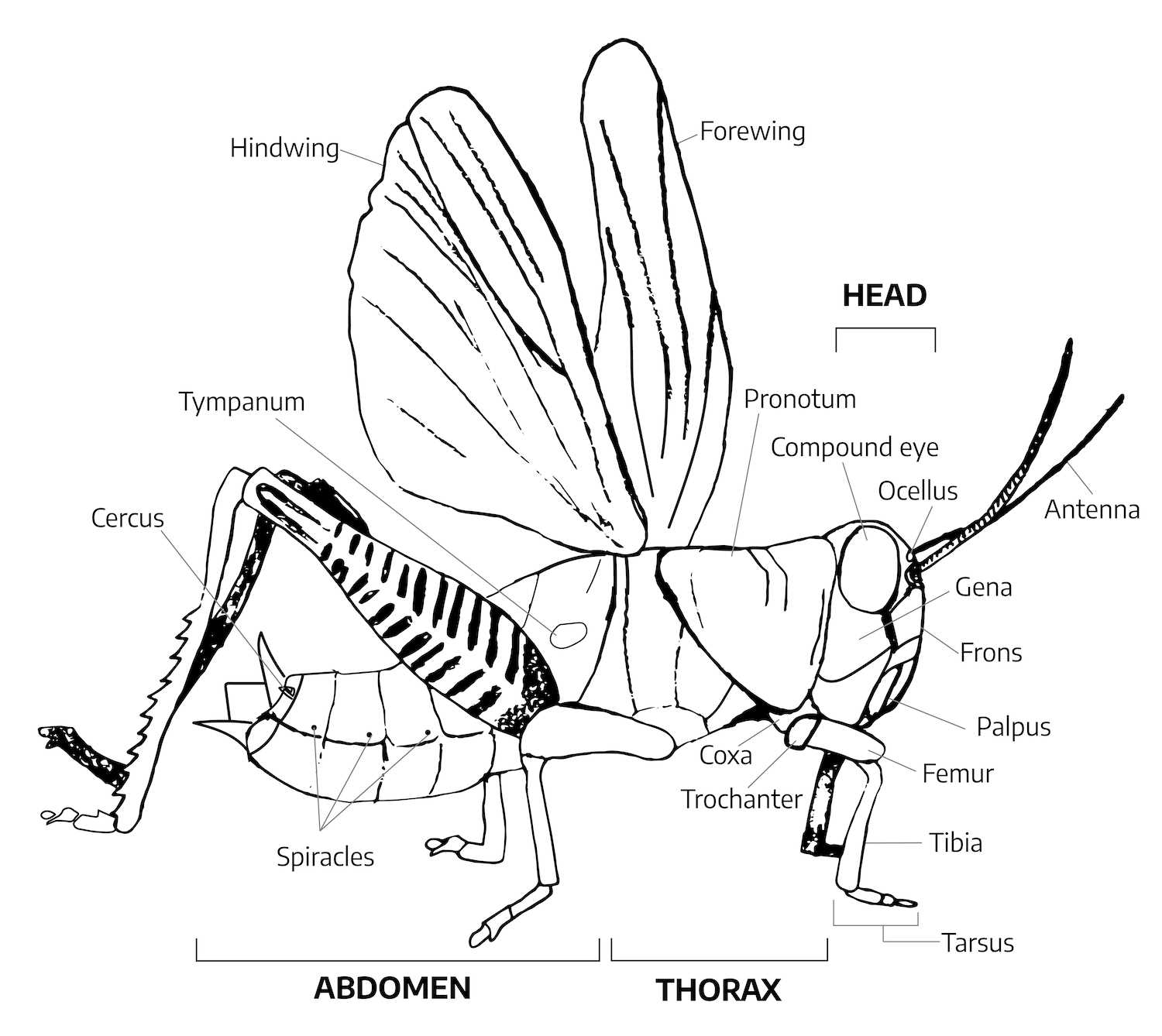 simple diagram of insect body parts