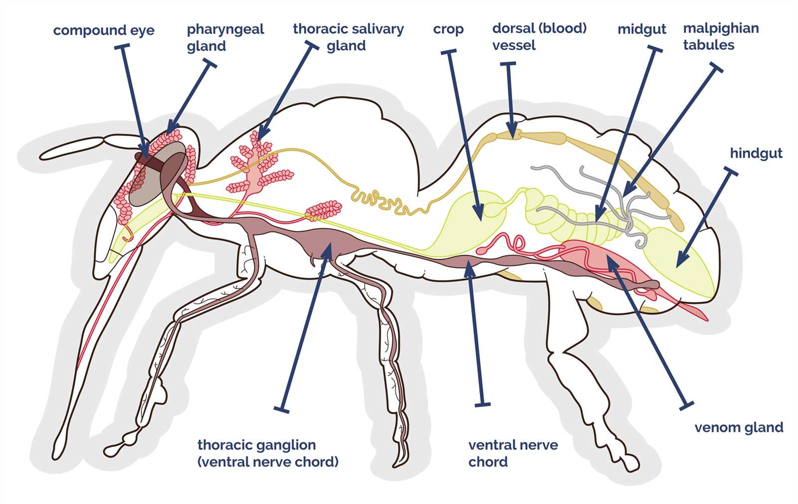 simple diagram of insect body parts