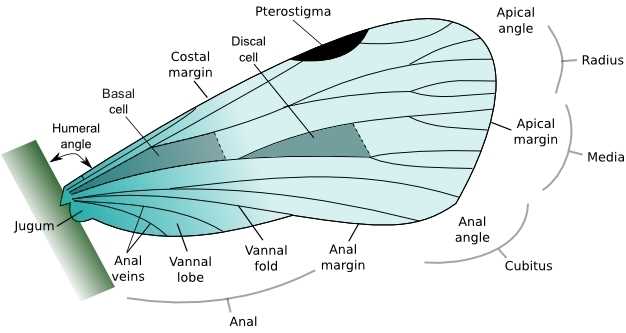 simple diagram of insect body parts