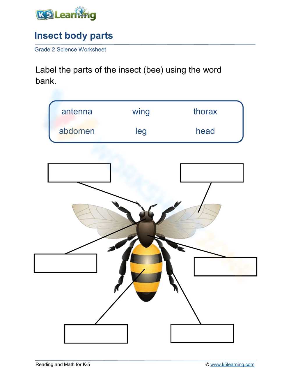 simple diagram of insect body parts