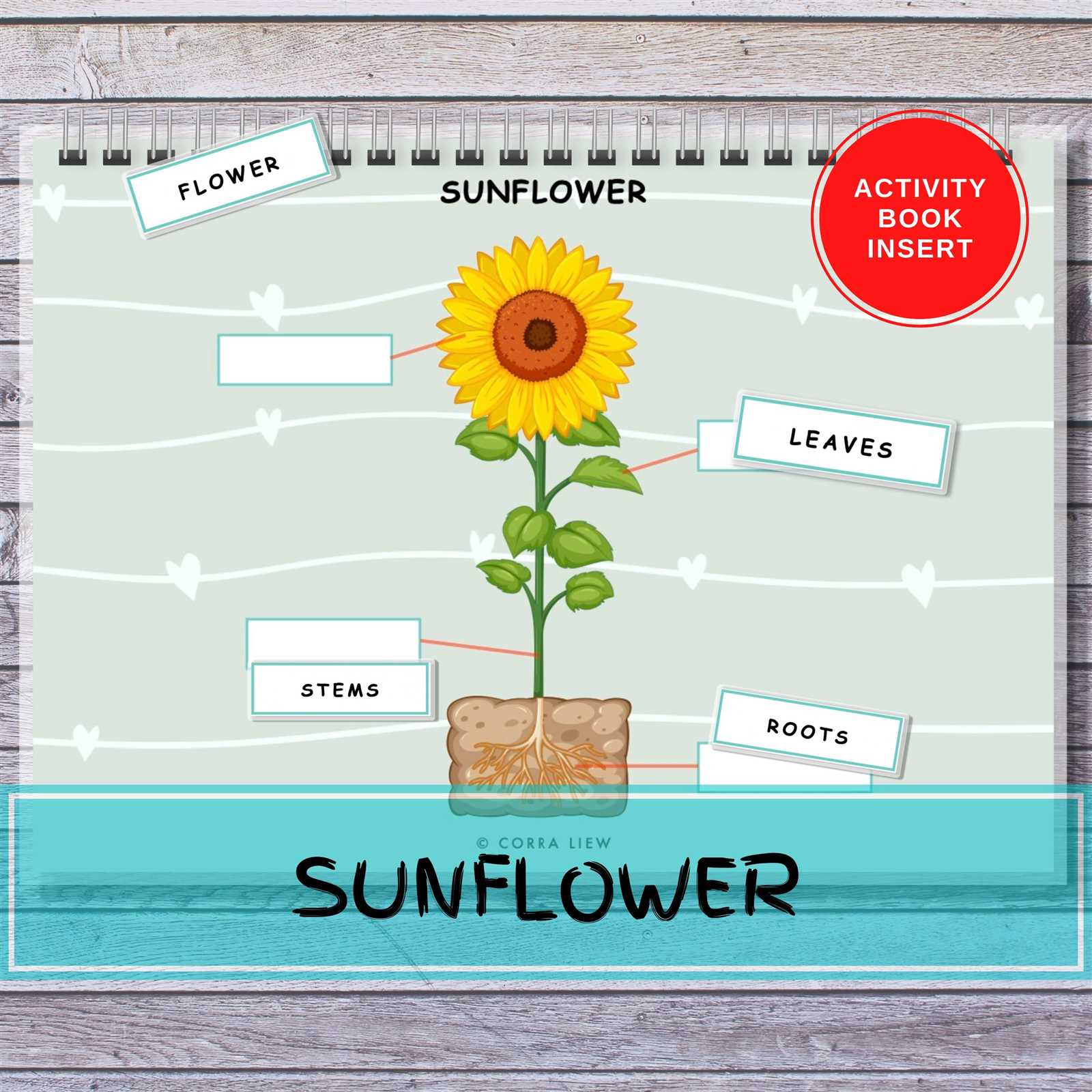 sunflower parts diagram