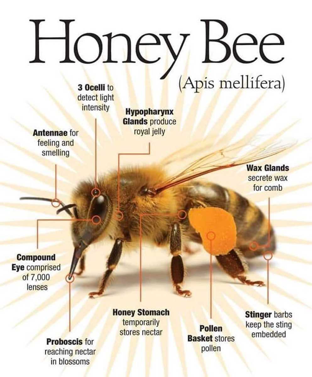 bee body parts diagram