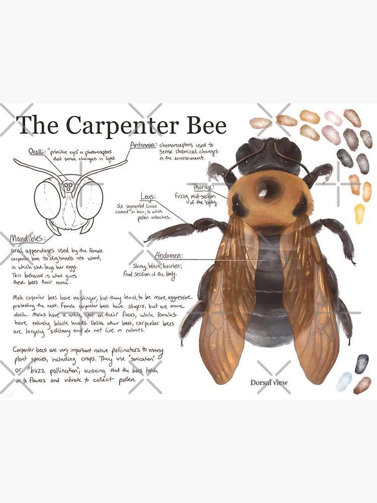 bee body parts diagram