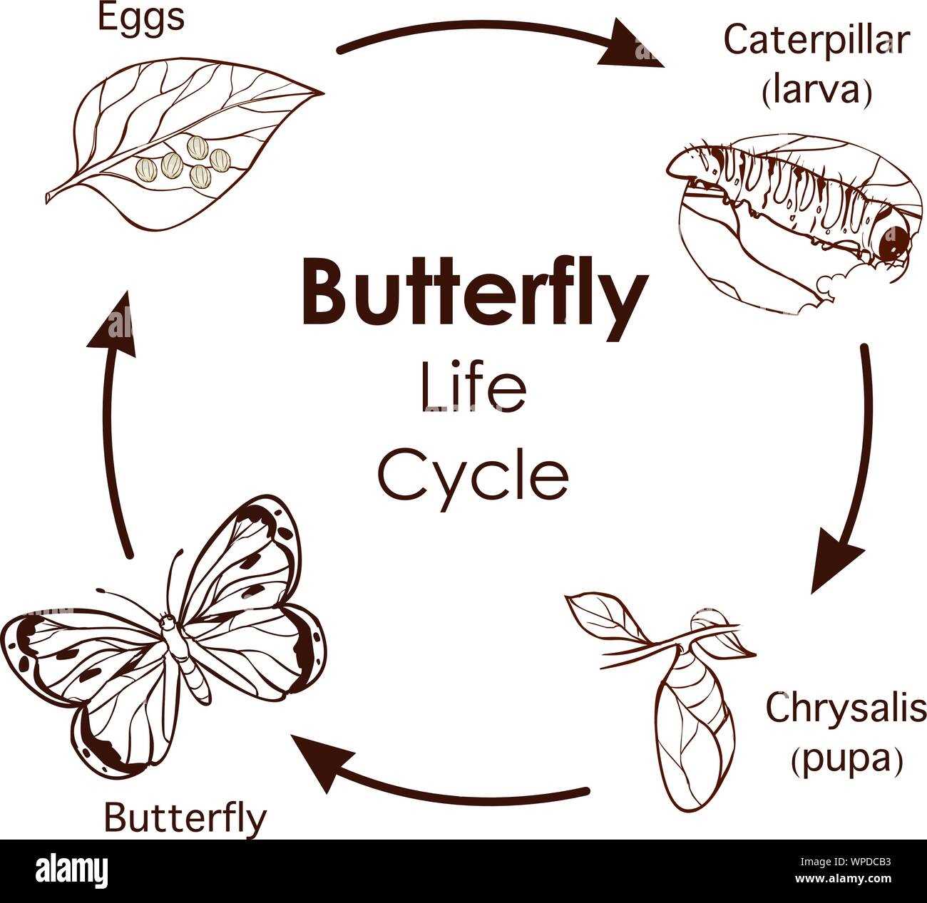 parts of a butterfly diagram