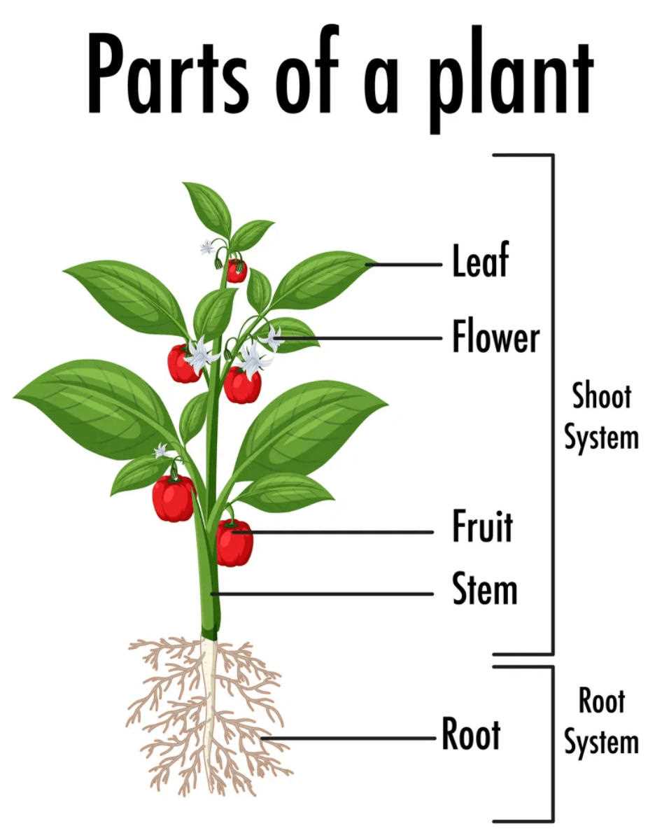 diagram label the parts of a plant