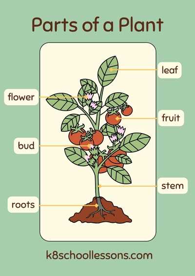 diagram label the parts of a plant