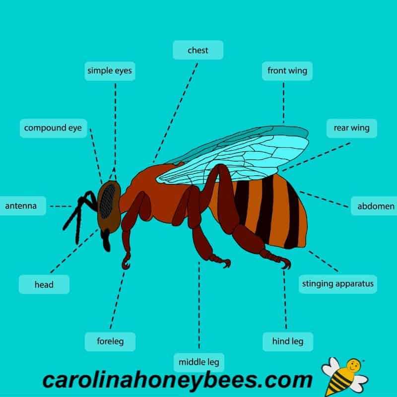 bee body parts diagram