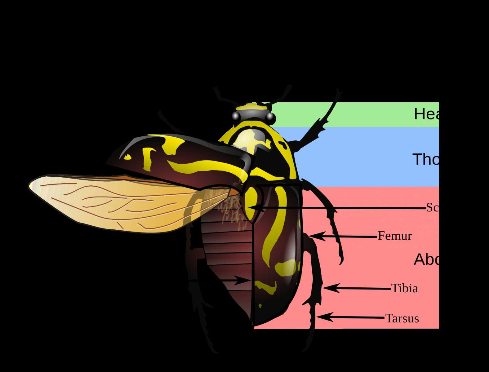 simple diagram of insect body parts