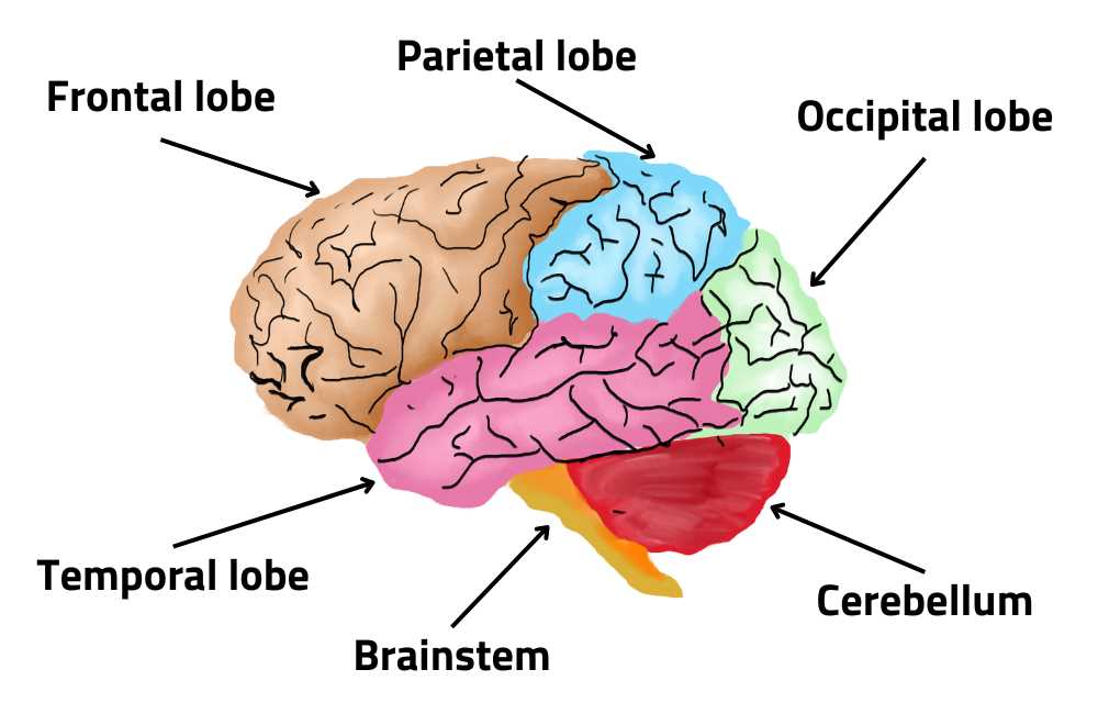 diagram of the brain and what each part does