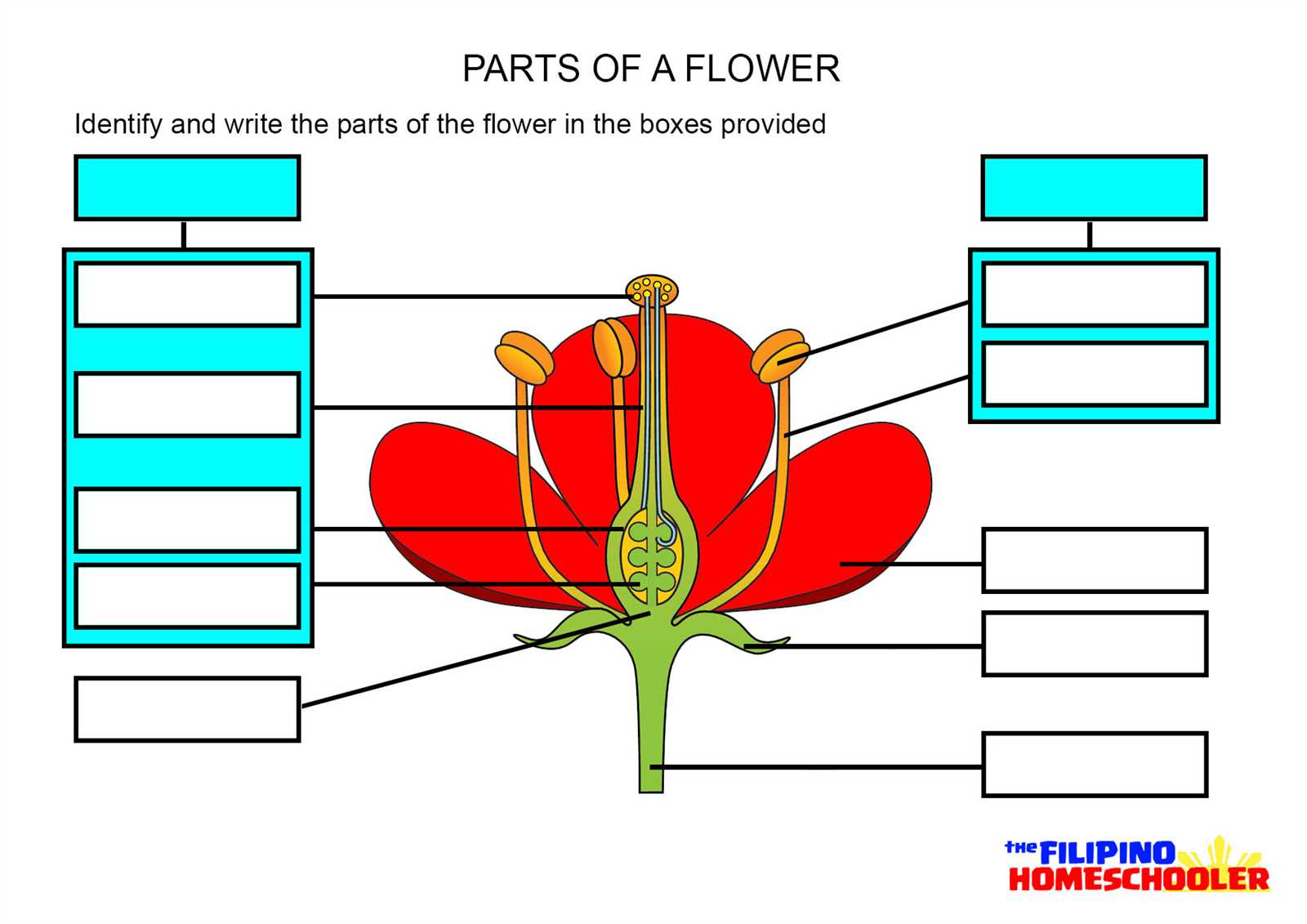 plant parts diagram worksheet