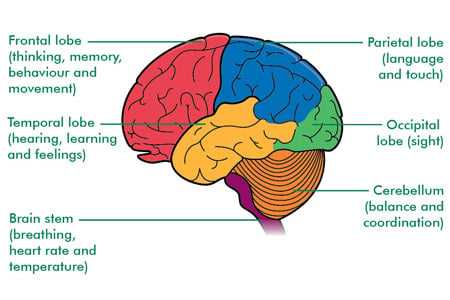 diagram of the brain and what each part does