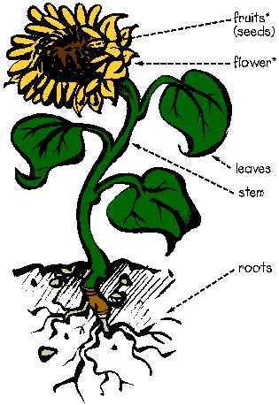 sunflower parts diagram