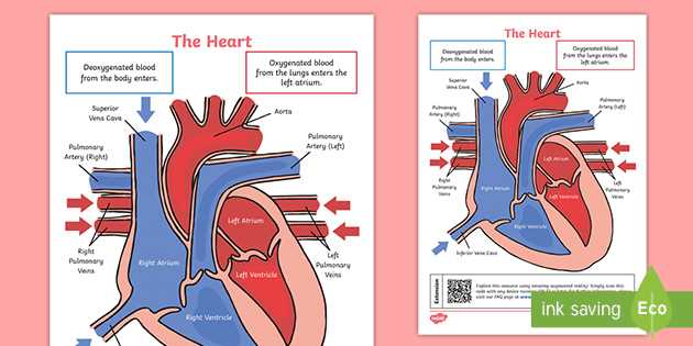 parts of the heart blank diagram