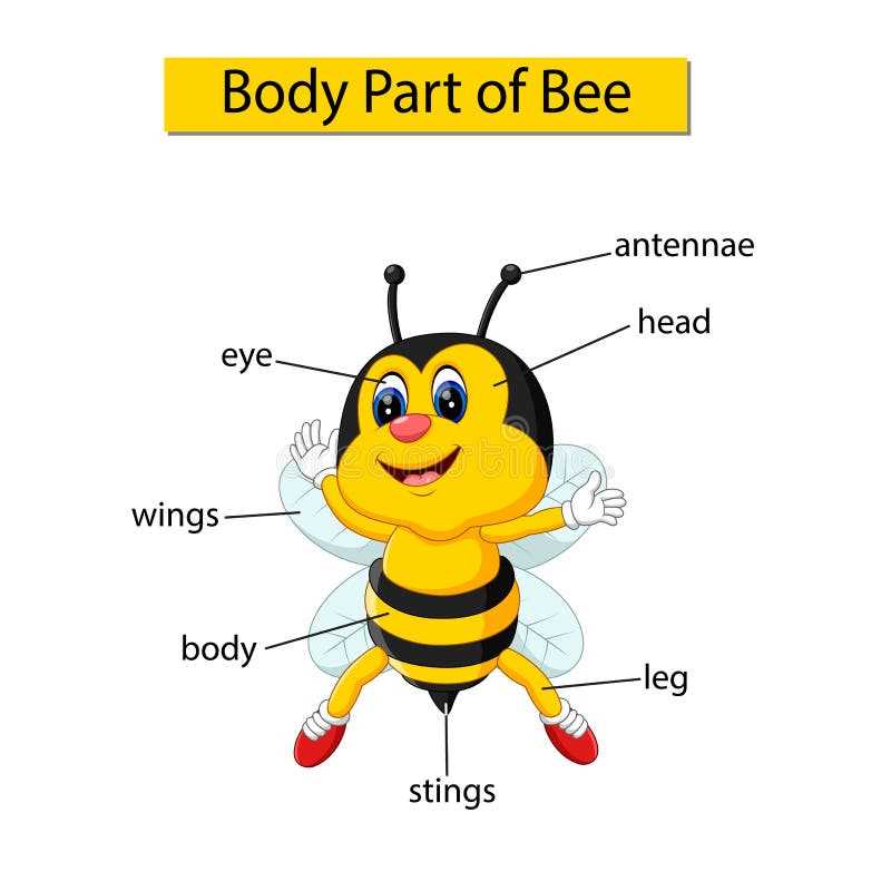 simple diagram of insect body parts