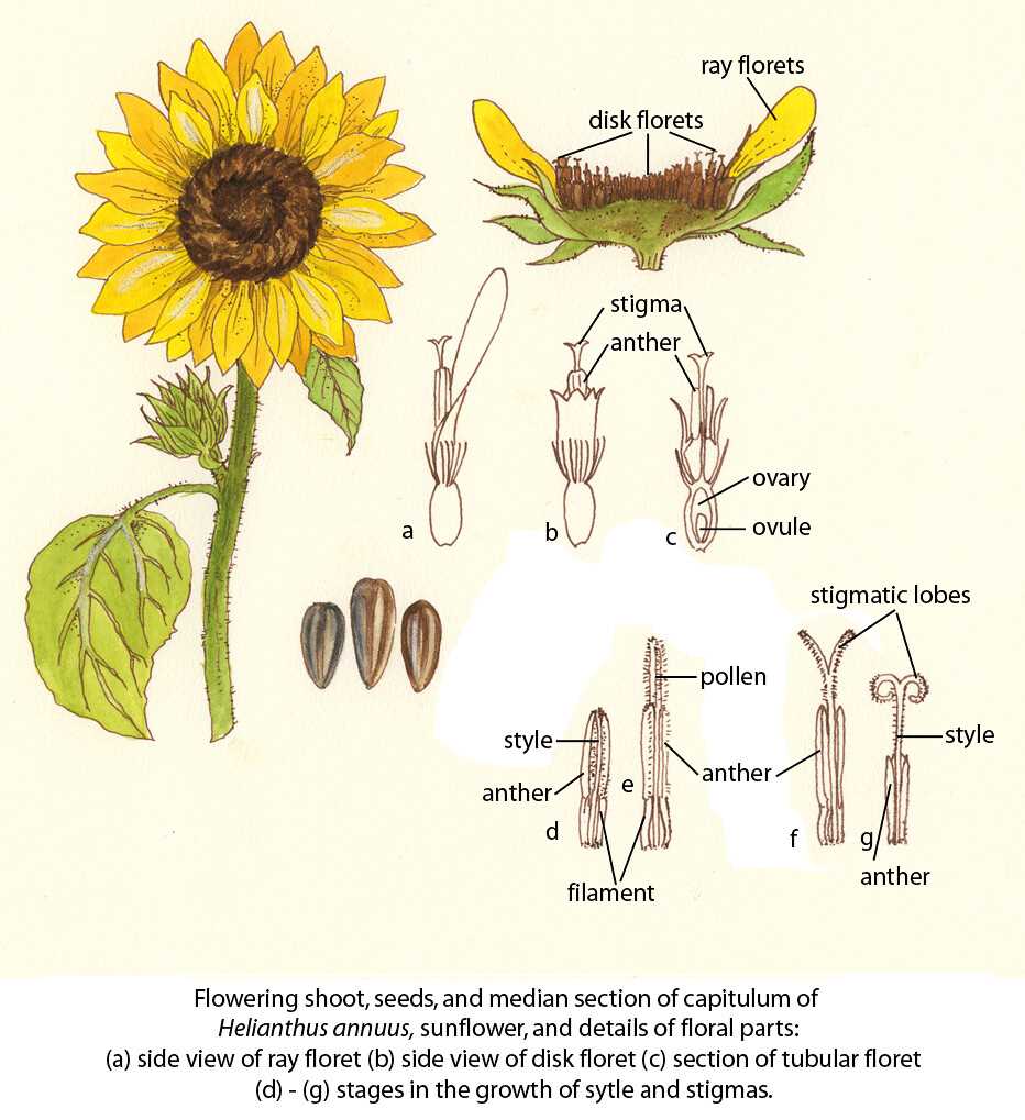 sunflower parts diagram