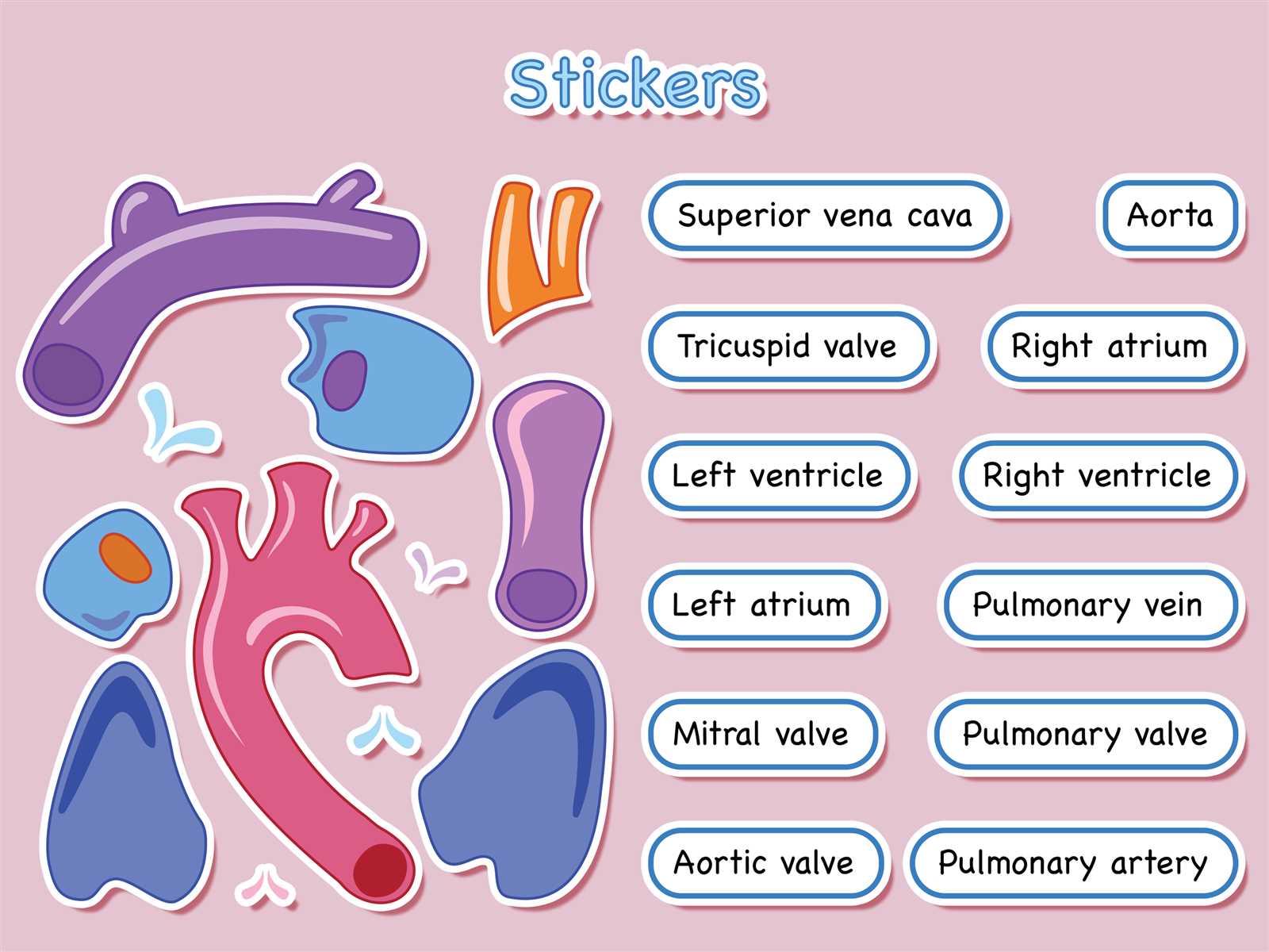 heart parts diagram