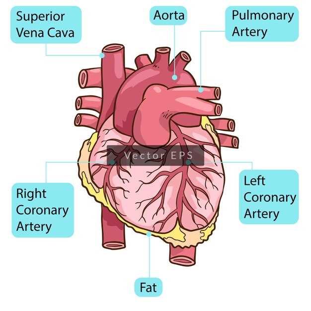 heart parts diagram