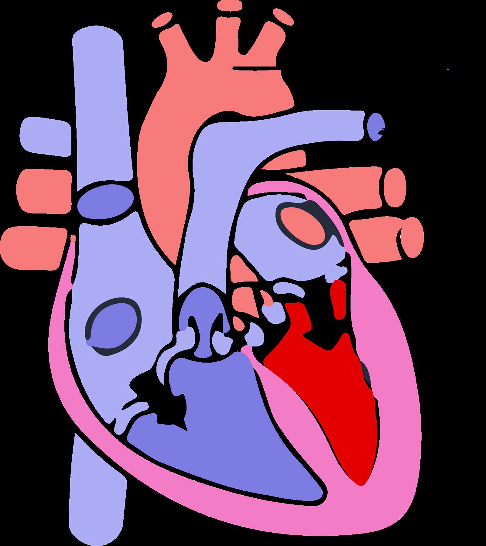 heart parts diagram