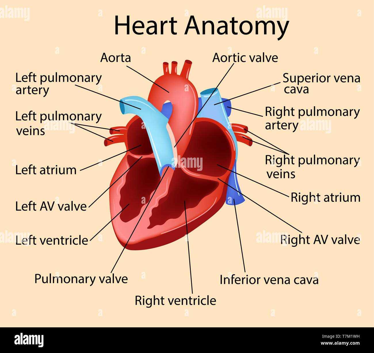 heart parts diagram