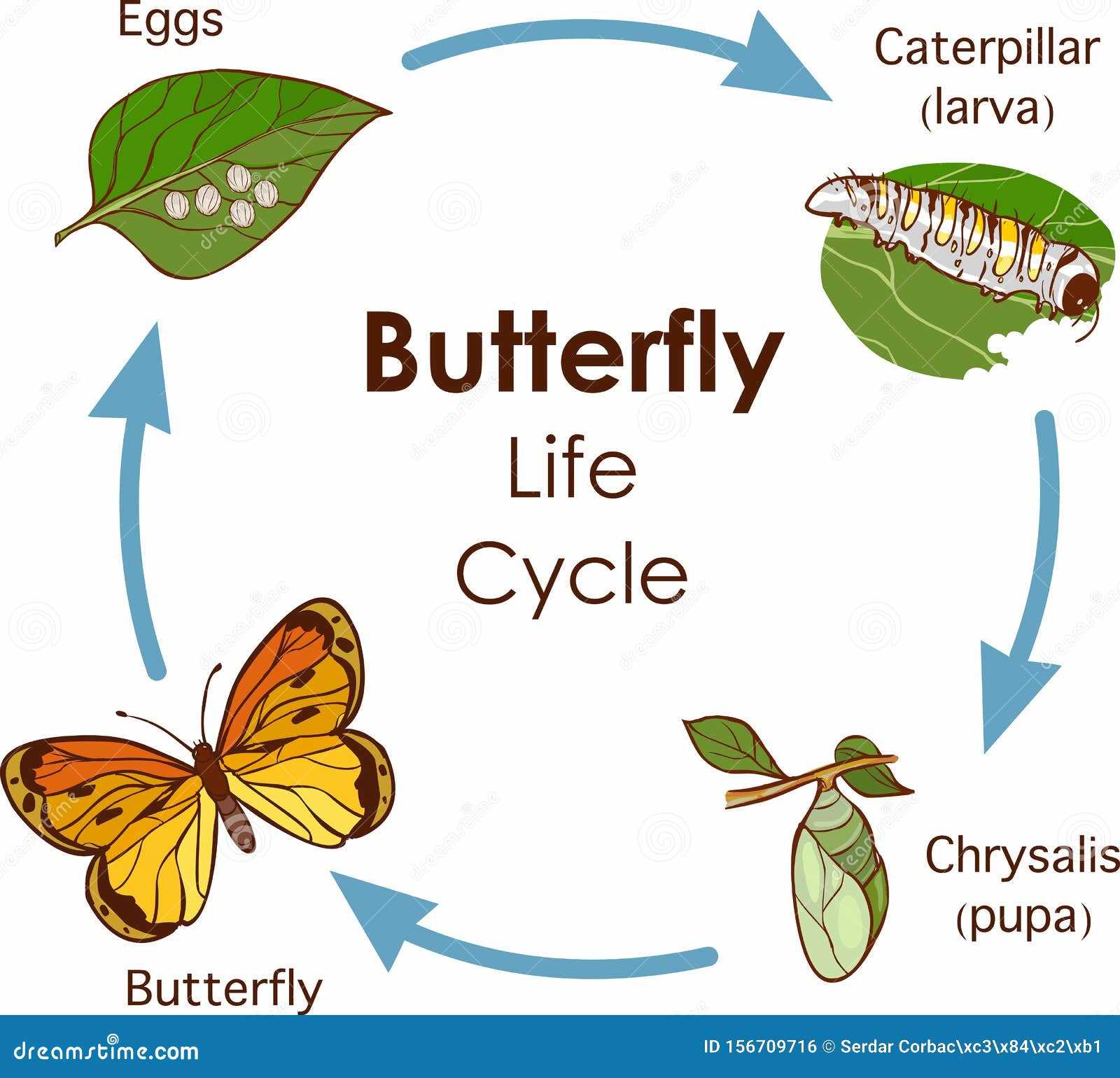 monarch butterfly body parts diagram