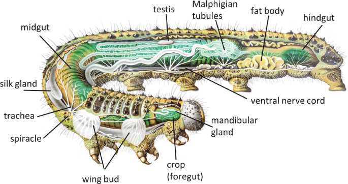 caterpillar body parts diagram