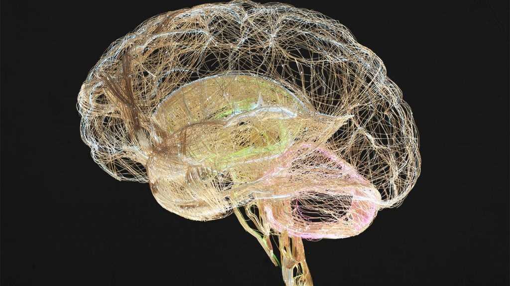 diagram of the brain and what each part does