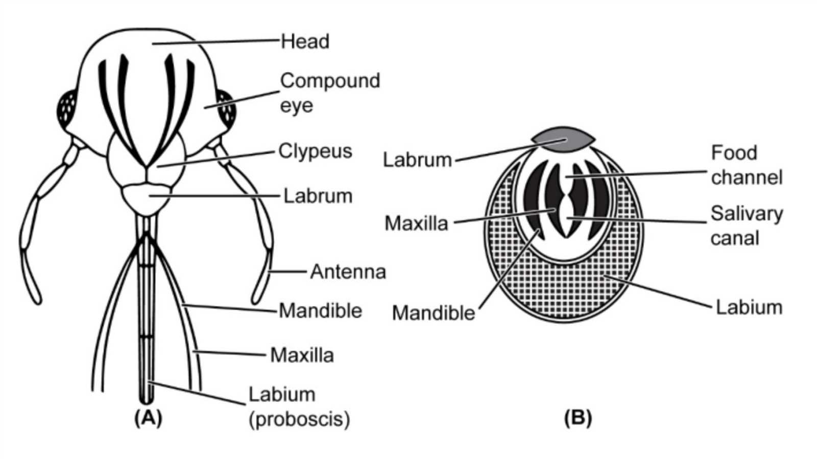 mouth parts diagram