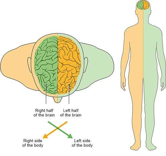 diagram of the brain and what each part does