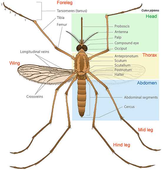 simple diagram of insect body parts