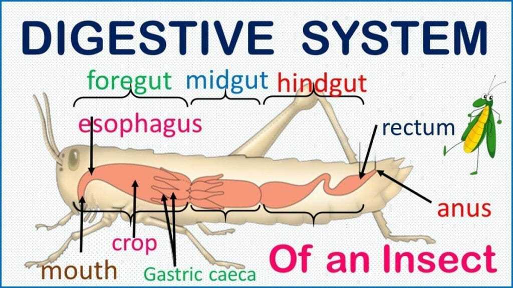 simple diagram of insect body parts