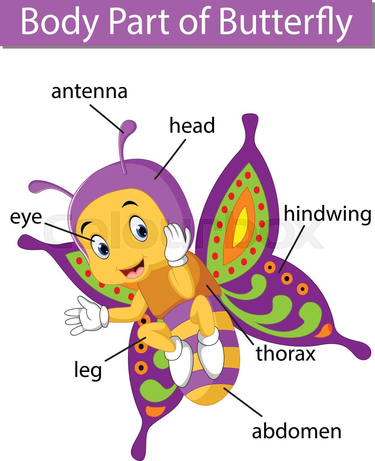 parts of a butterfly diagram