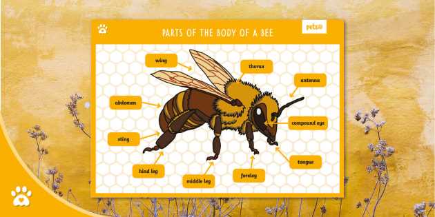 bee body parts diagram